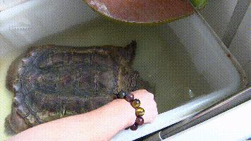 DƬ